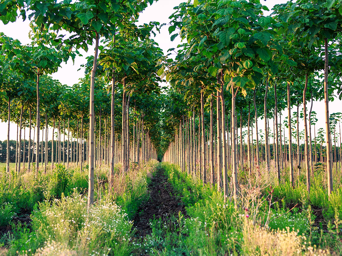 Paulownia tree plantation
